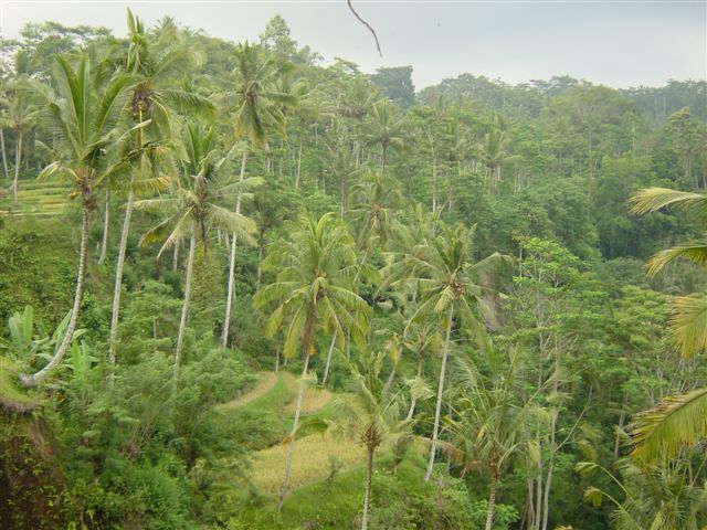 Природа Бали.