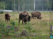 В вольерах содержатся многие животные, но посетителей больше всего привлекают, конечно же, зубры — реликты эпохи мамонтов и шерстистых носорогов. Автобусный тур в Беларусь