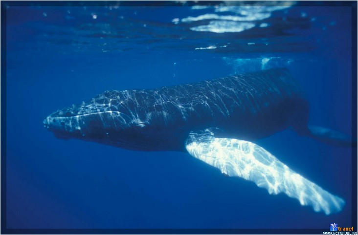 Горбатый кит. Дайв-сафари на островах Тёркс и Кайкос, яхта Turks & Caicos Aggressor II