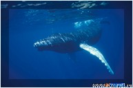 Горбатый кит. Дайв-сафари на островах Тёркс и Кайкос, яхта Turks & Caicos Aggressor II