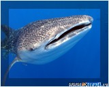 Китовая акула. Дайв-сафари у берегов Гондураса, яхта Utila Aggressor