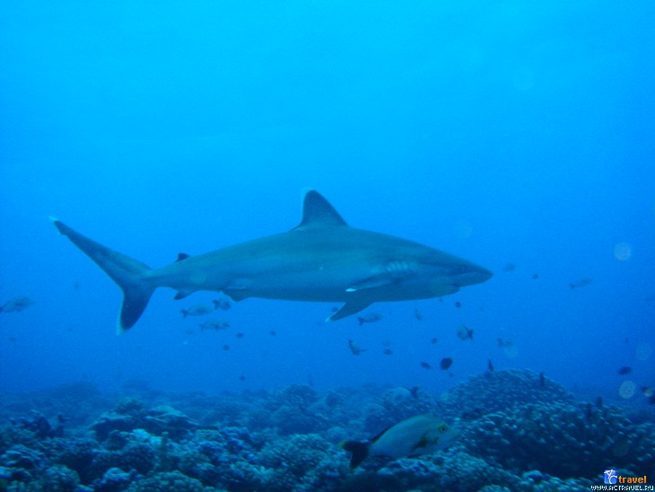 Белопёрая рифовая акула (англ. White-tipped reef shark, лат. Triaenodon obesus). Дайвинг на Рангироа (Французская Полинезия)