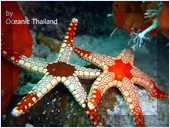 .  Mataking The Reef Dive Resort,  ,  , 