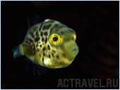 .  Mataking The Reef Dive Resort,  ,  , 