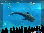 Самая большая рыба на Земле - китовая акула, аквариум на о. Окинава, Япония, Okinawa Churaumi Aquarium