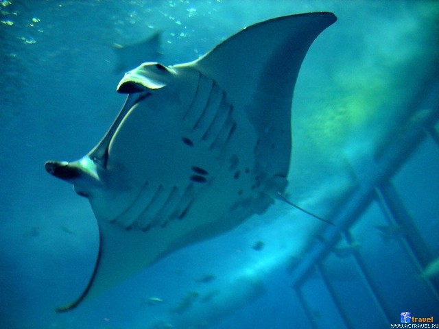 .   . , , Okinawa Churaumi Aquarium