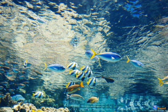   . , , Okinawa Churaumi Aquarium