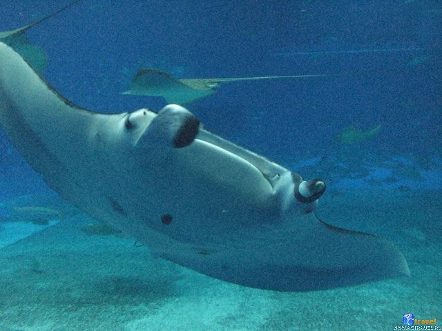 .   . , , Okinawa Churaumi Aquarium
