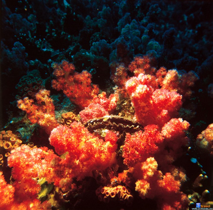 Сейшелы. Подводный мир. Красный коралл и гигантская раковина тридакна