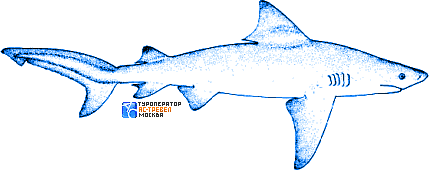 Бычья (тупорылая) акула