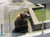 Есть в зоопарке три медведя, каждый в отдельном вольере. Один из зверей очень артистично выпрашивает у посетителей лакомство, яблоки или морковь и ловит его на лету.  Отдых в Домбае летом