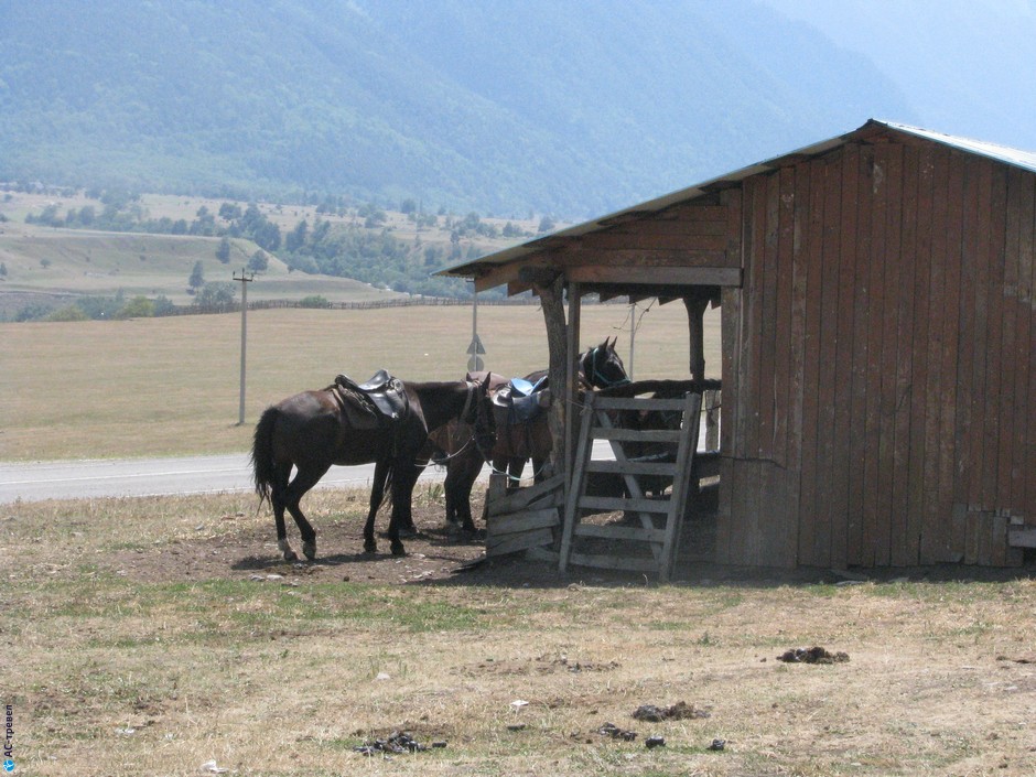 И какое же путешествие по Кавказу может обойтись без джигитовки! За отдельную плату новичкам покажут, что такое лошадь, с какой стороны на нее садиться, где у нее руль и педаль газа.  Отдых в Домбае летом