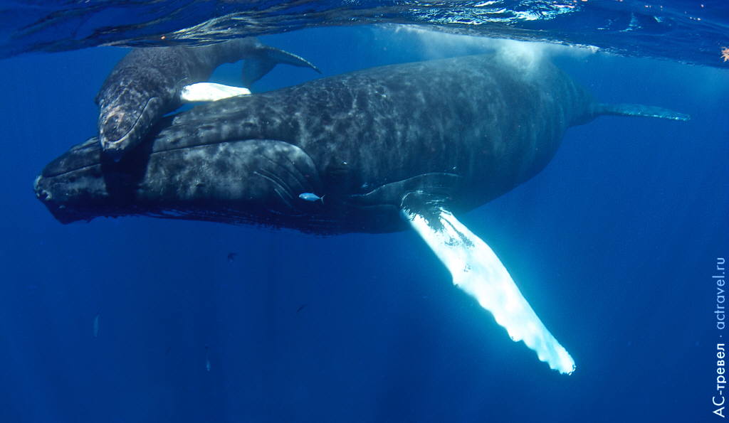 Самка горбатого кита с детенышем. Погружение в Доминикане