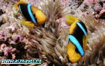 Fiji Aggressor