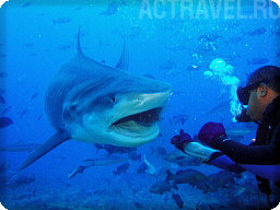 Кормление акул на Фиджи