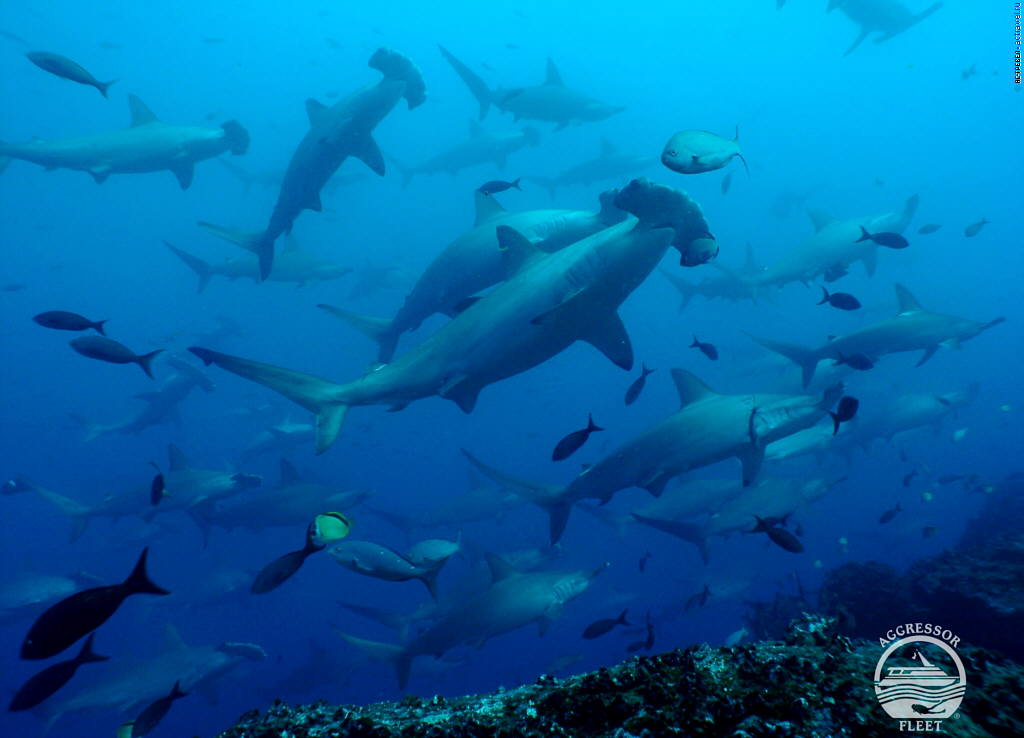 Акулы-молоты. Погружения у Галапагосских островов