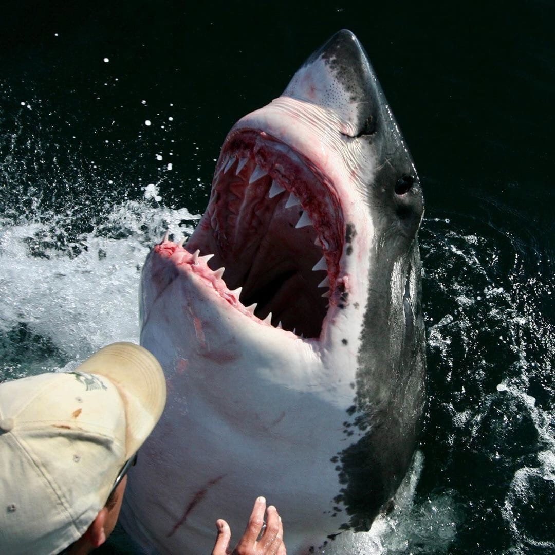 Возможность погладить большую белую акулу в ЮАР
