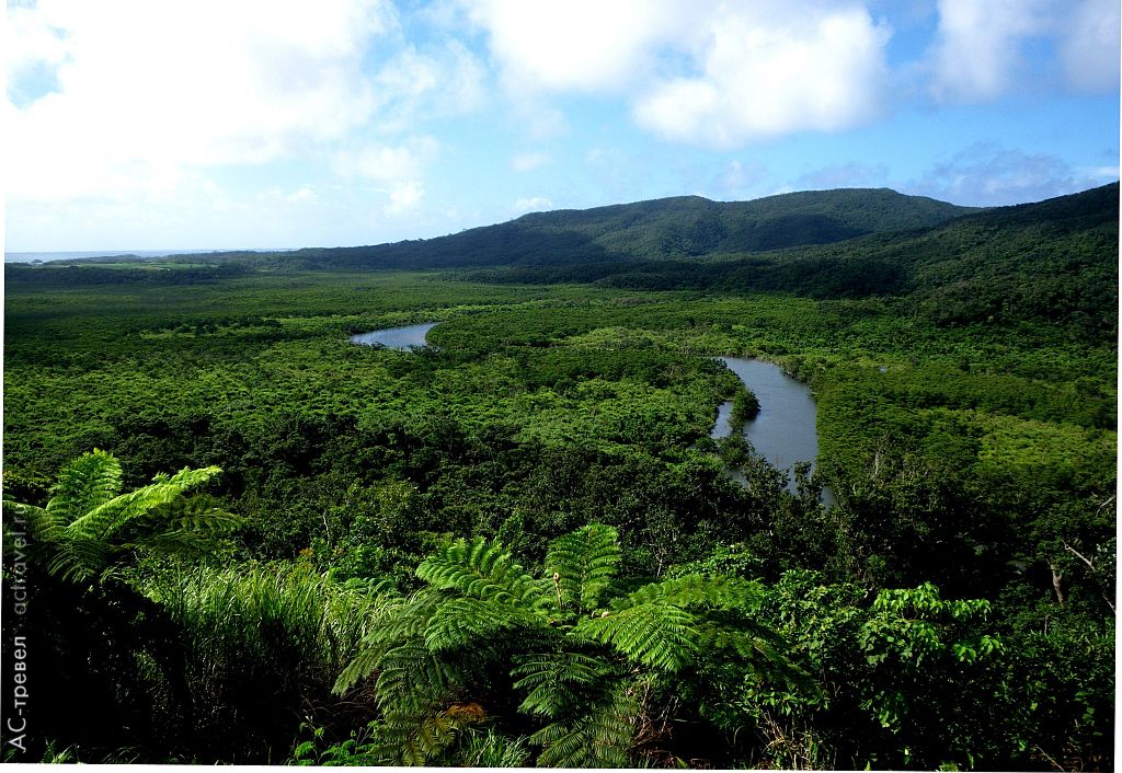Мангровый лес у реки Накама, остров Ириомотэ