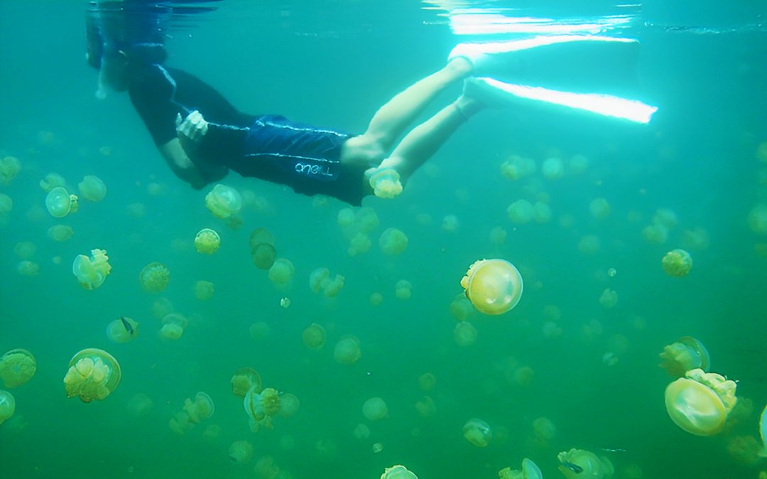 Медузы озера Медуз