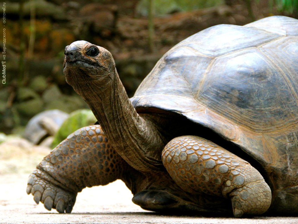 Гигантская черепаха острова Муайен