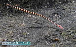 North Sulawesi Aggressor