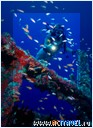 ����-������ �� ���������, ����-��� Ocean Dancer