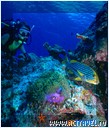 ����-������ �� ���������, ����-��� Ocean Dancer