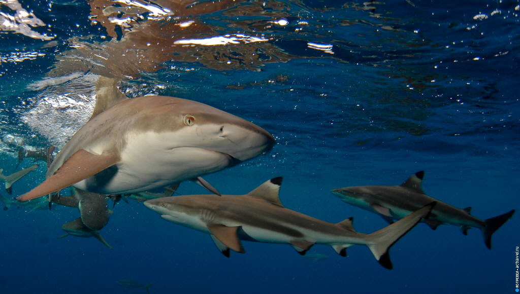 Погружение в водах Палау, акулы