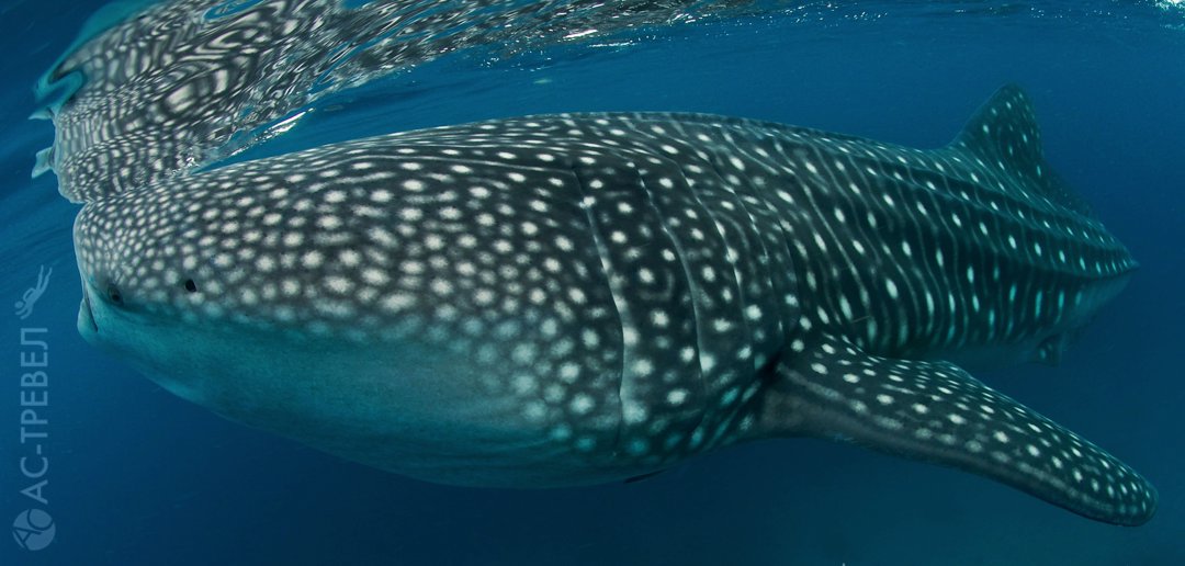    Philippines Aggressor II  