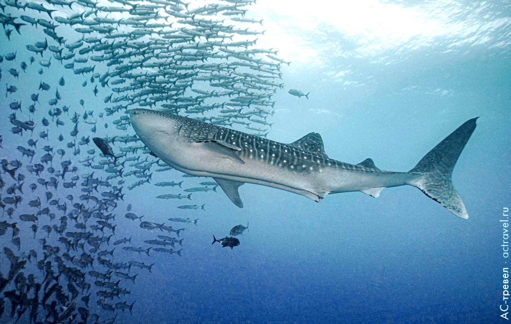 Погружения с китовой акулой на Филиппинах