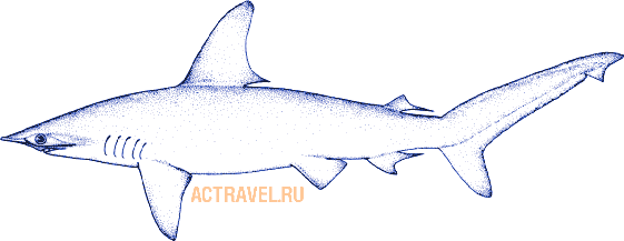 Бронзовая молотоголовая акула (лат. Sphyrna lewini)