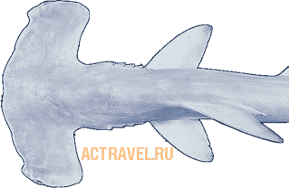 Голова бронзовой акулы-молота, вид сверху