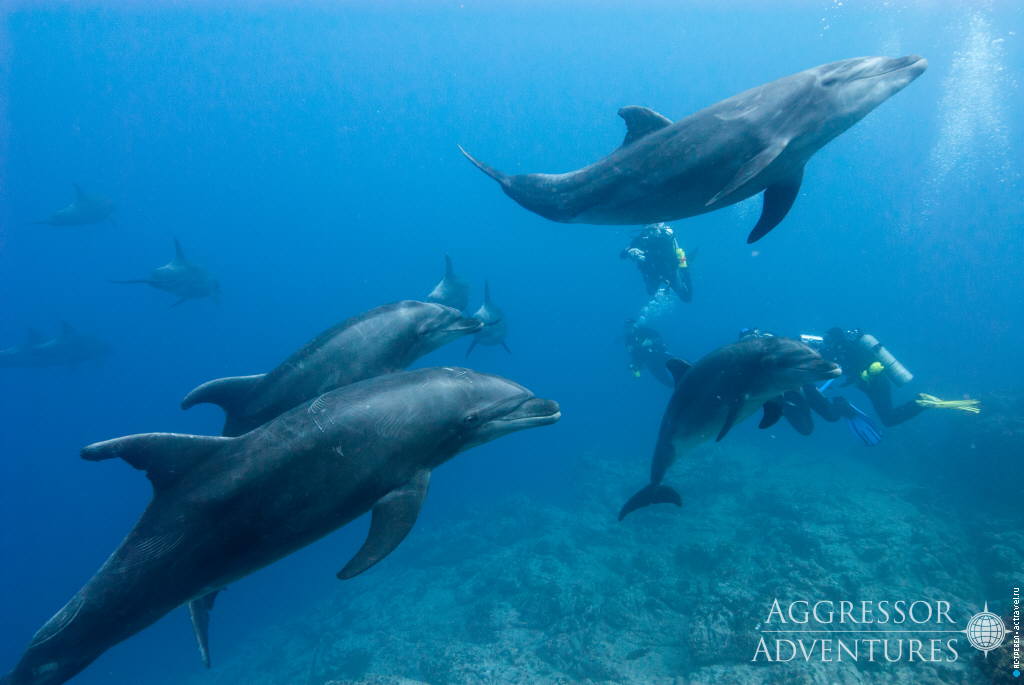 Погружение у островов Ревилья-Хихедо, дельфины