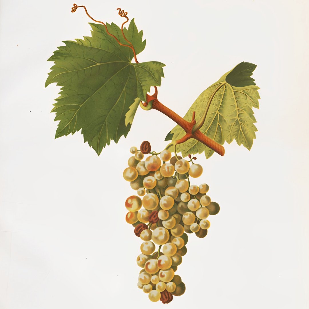Отличительная технологическая особенность токайских вин — использование ягод винограда, подвяленных в естественных условиях, прямо на ветвях
