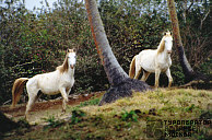 Дикие лошади острова Вакая