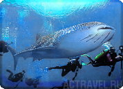 Дайвинг с китовой акулой